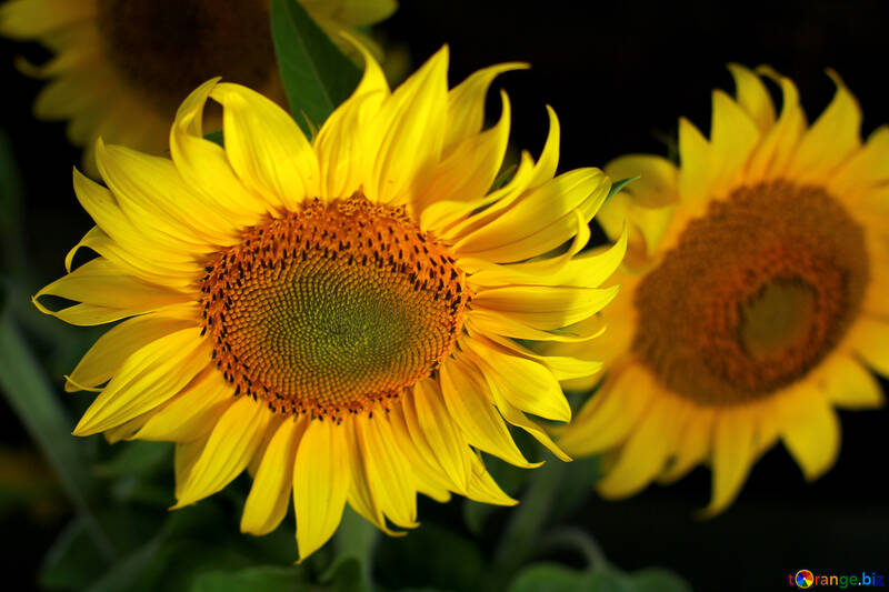 Красиві квіти соняшника №32817