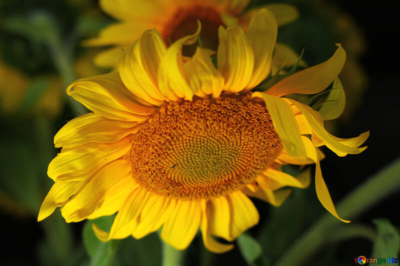 Flower sunflower №32808