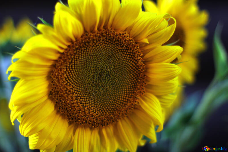 Flower of sunflower №32824