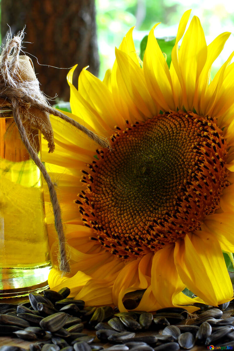 Sunflower №32732