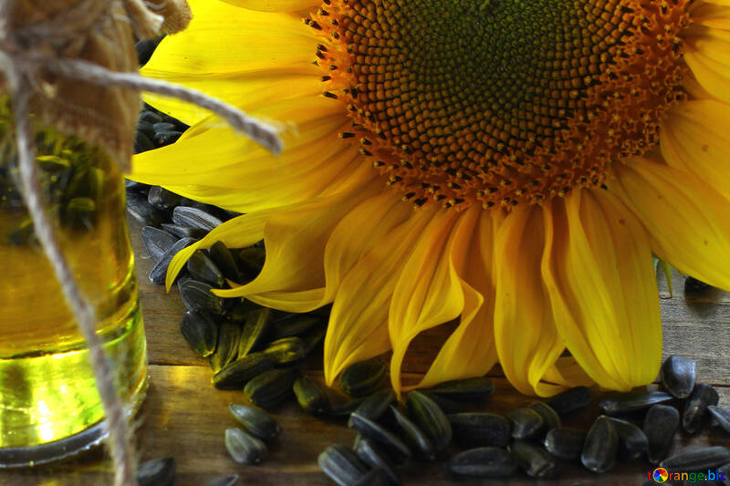 Sunflower №32746