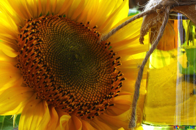 Organic sunflower oil №32731