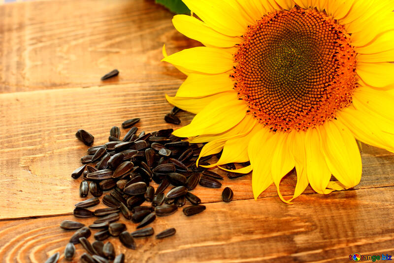 Sunflower seed oil №32760
