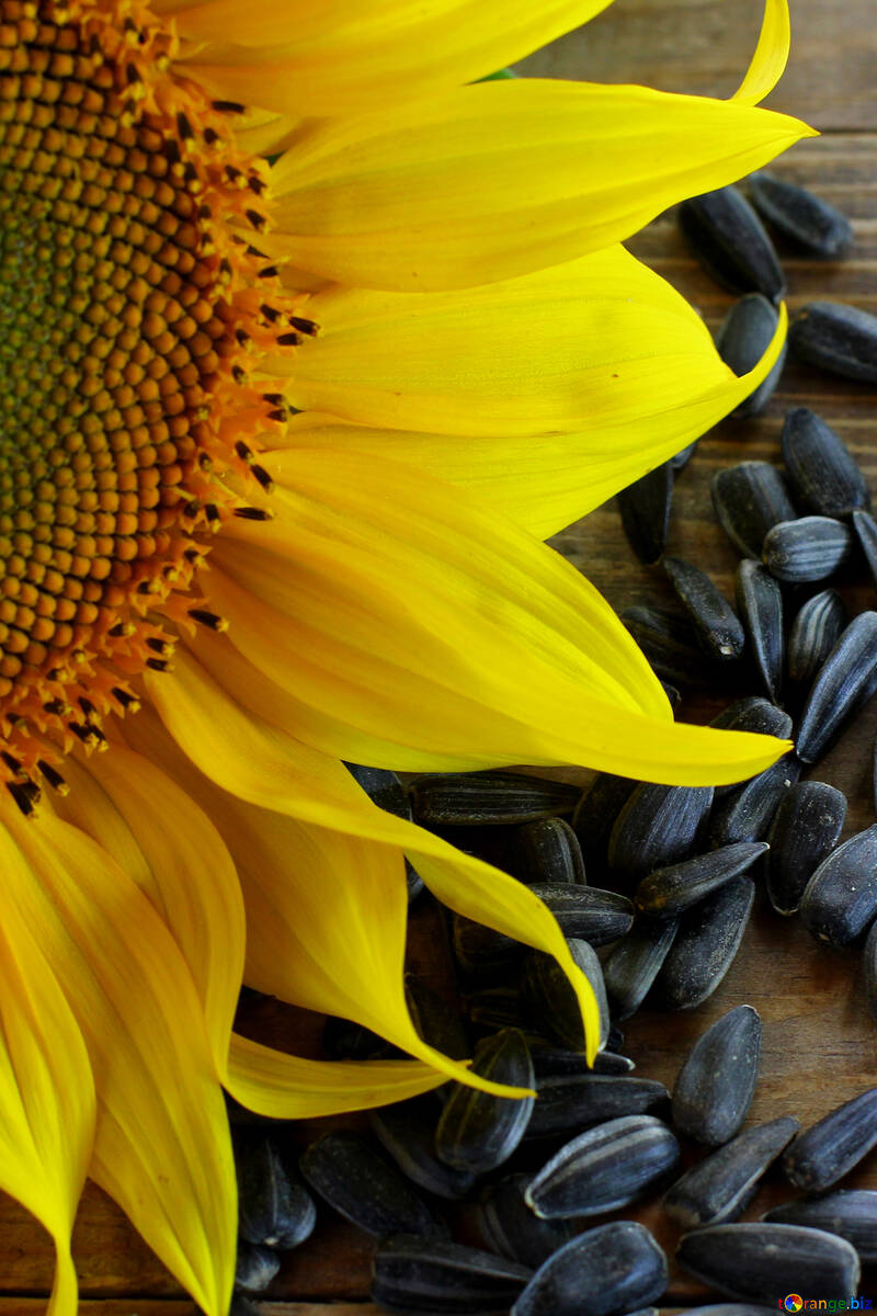 Sunflower seeds №32753