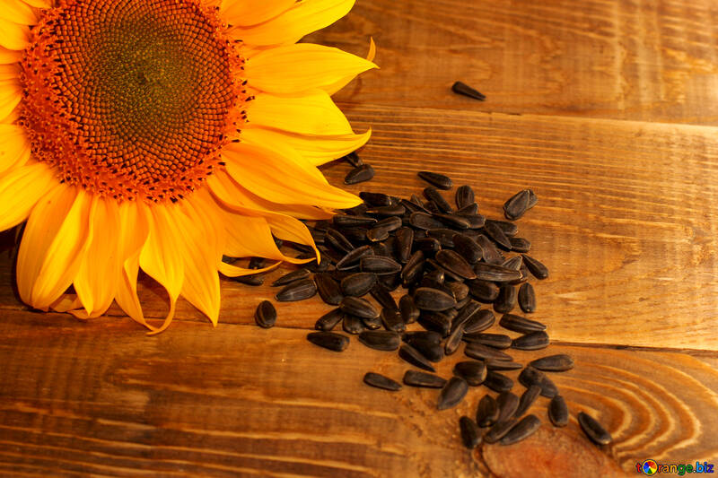 Sunflower seeds №32758