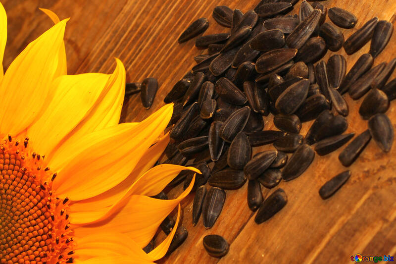 Sunflower seeds №32759