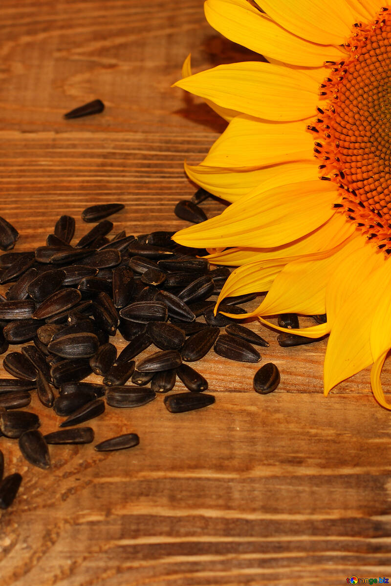 Sunflower seeds №32761