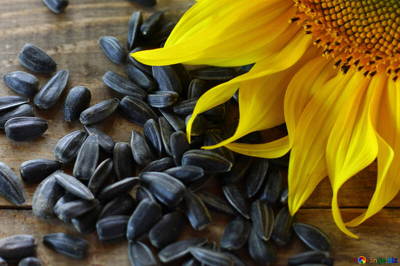 Sunflower seeds №32754