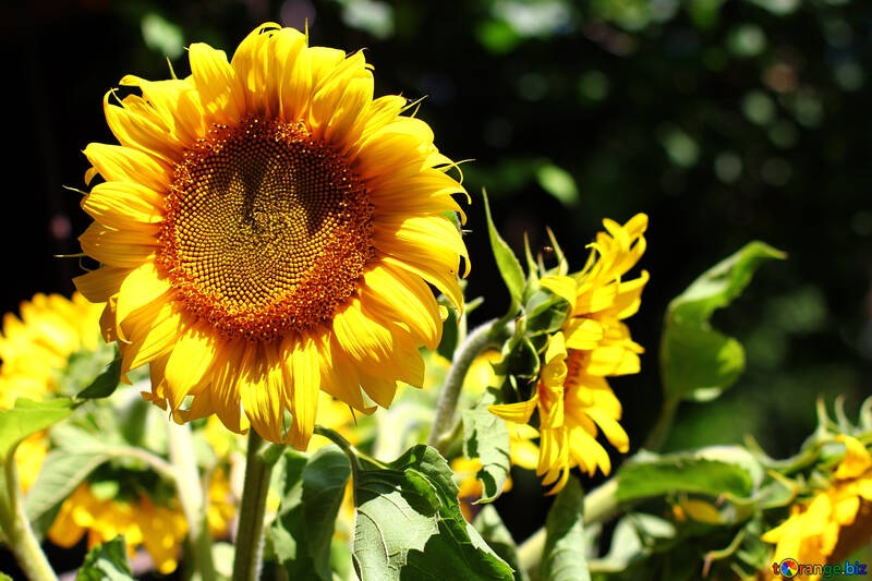 Sonnenblumen №32840