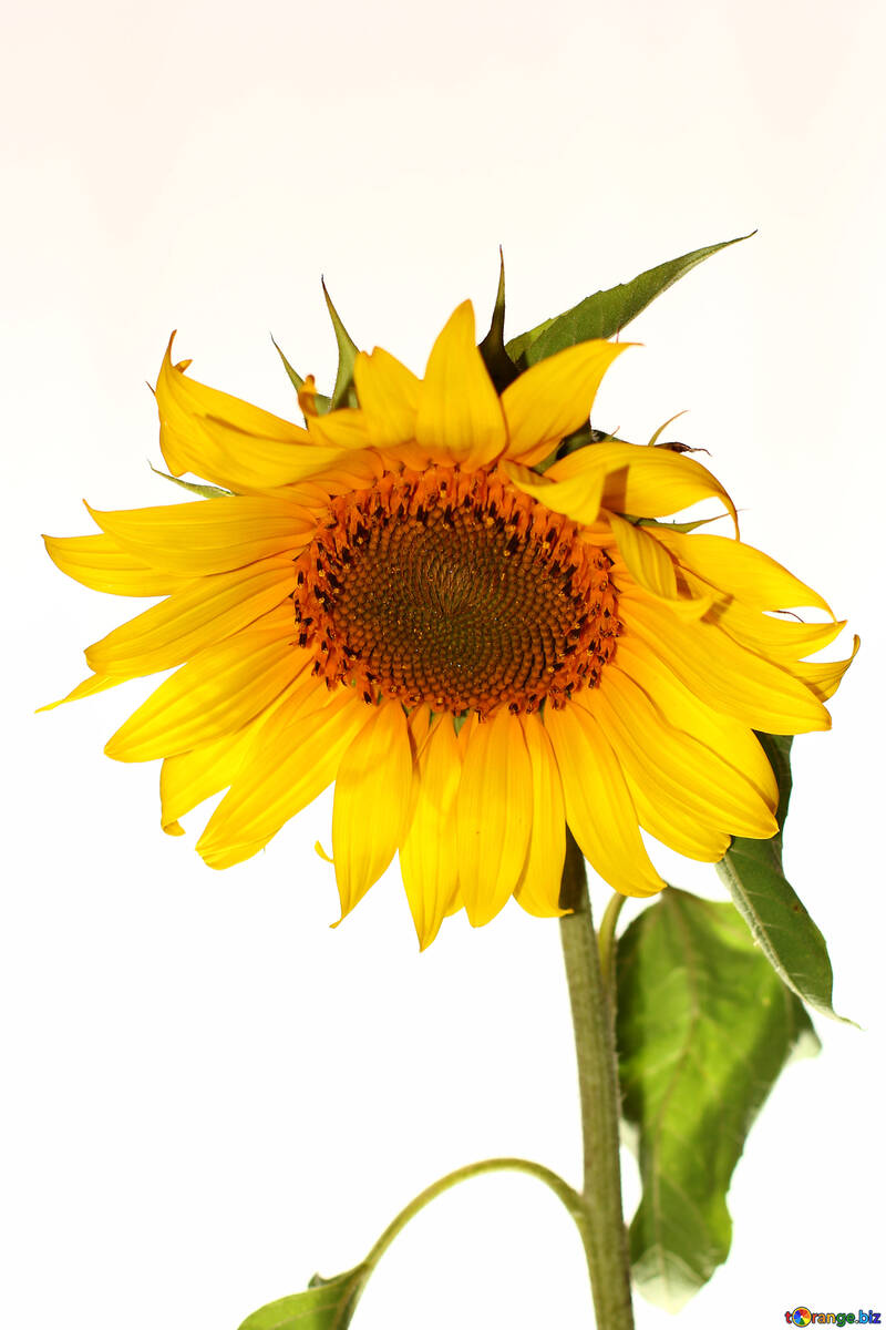 Sunflower №32786