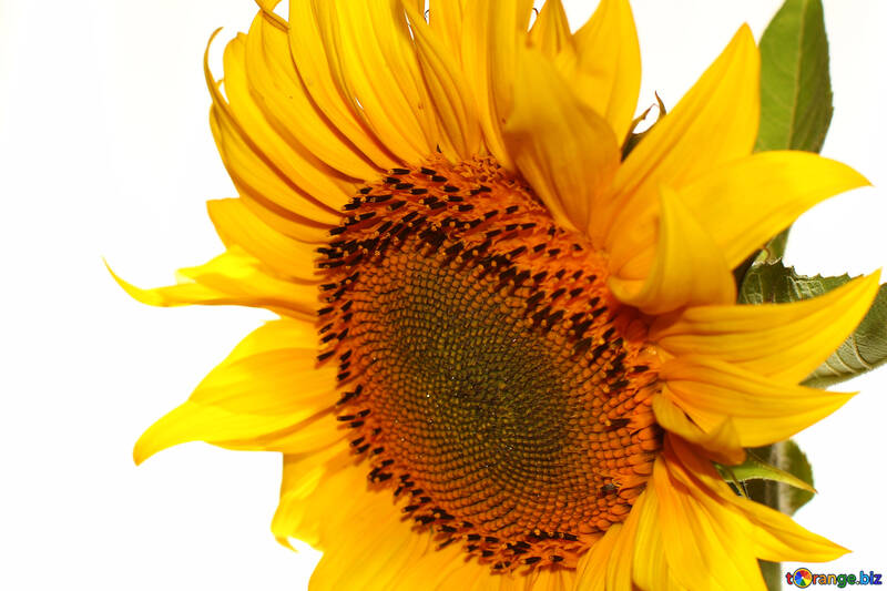 Flower of sunflower №32770