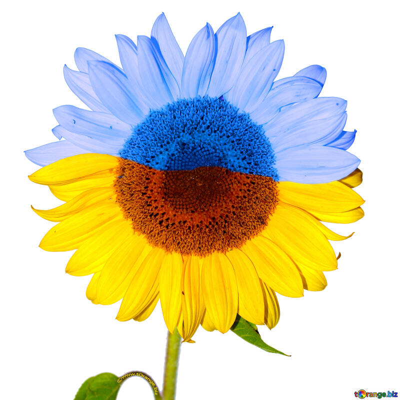 Ukrainian sunflower №32847
