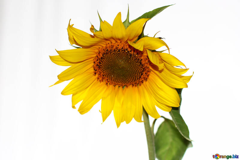 Sunflower on white №32788