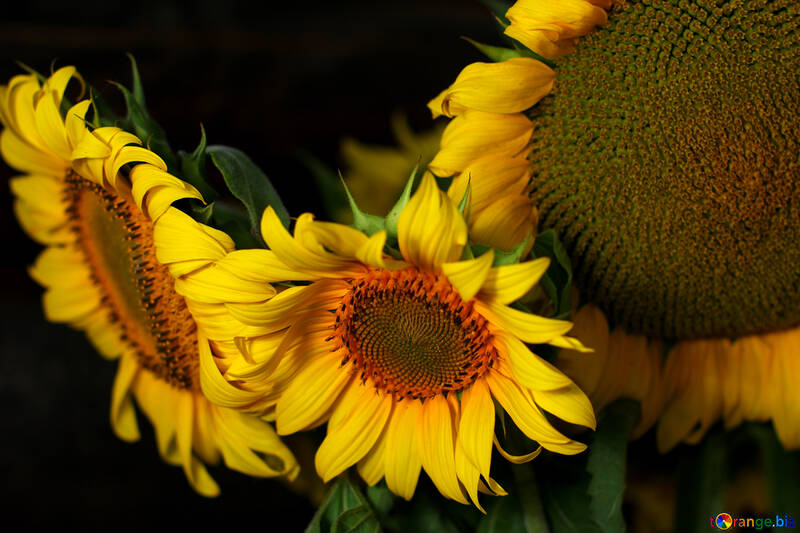 Bild mit Strauß von Sonnenblumen №32803