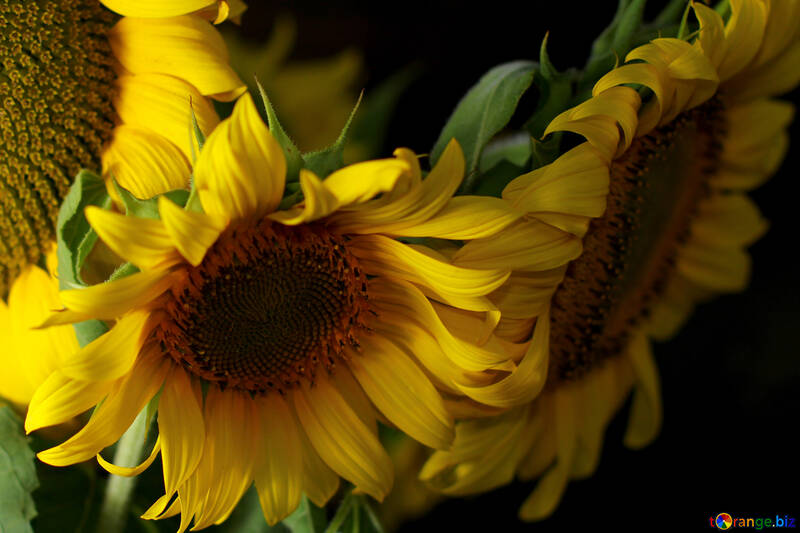 Postkarte mit Strauß von Sonnenblumen №32802