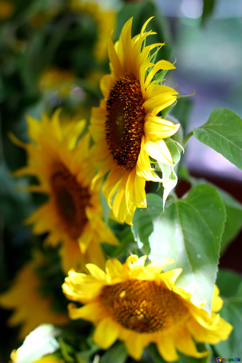 Sonnenblumen №32690