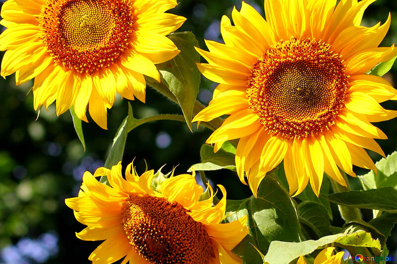 Hermosos girasoles №32702