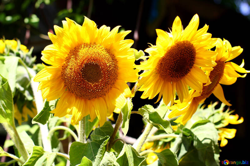 Sonnenblumen №32833