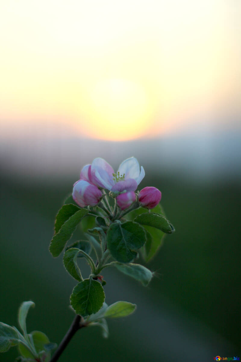 Ein Blühender Apfelbaum bei Sonnenuntergang №32433