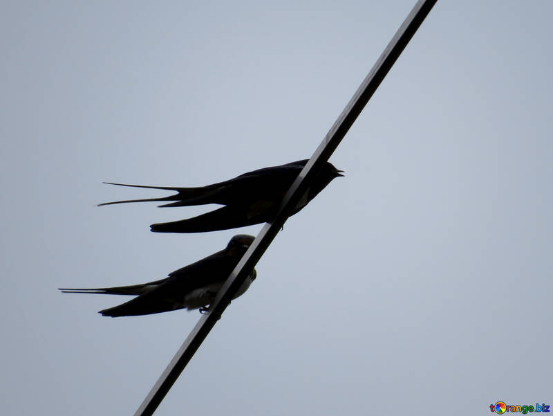 Swallows on wire №32934