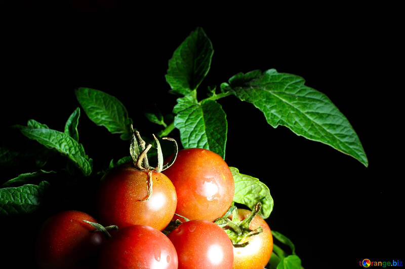 Lindos tomates maduros №32873