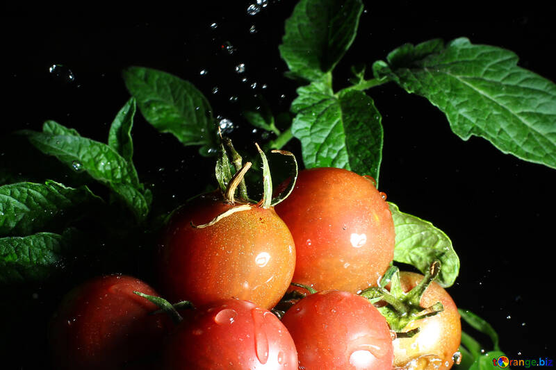 Una hermosa foto de tomates №32872