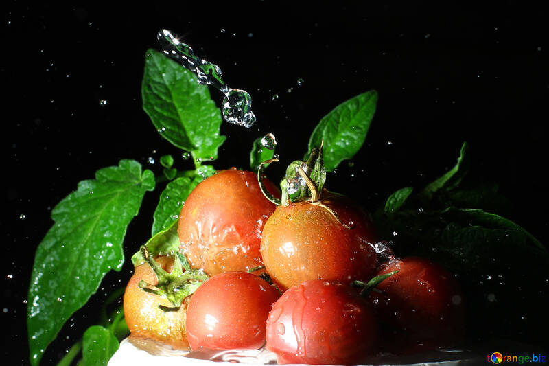 Clean the tomatoes №32865