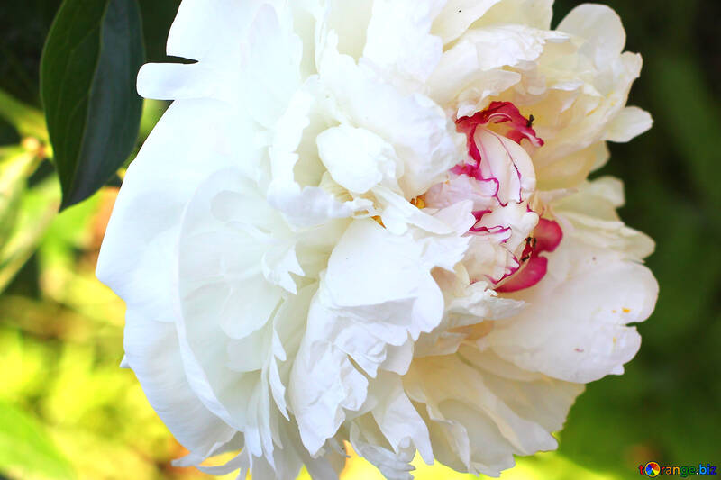 Beautiful picture of largely White Peony №32647