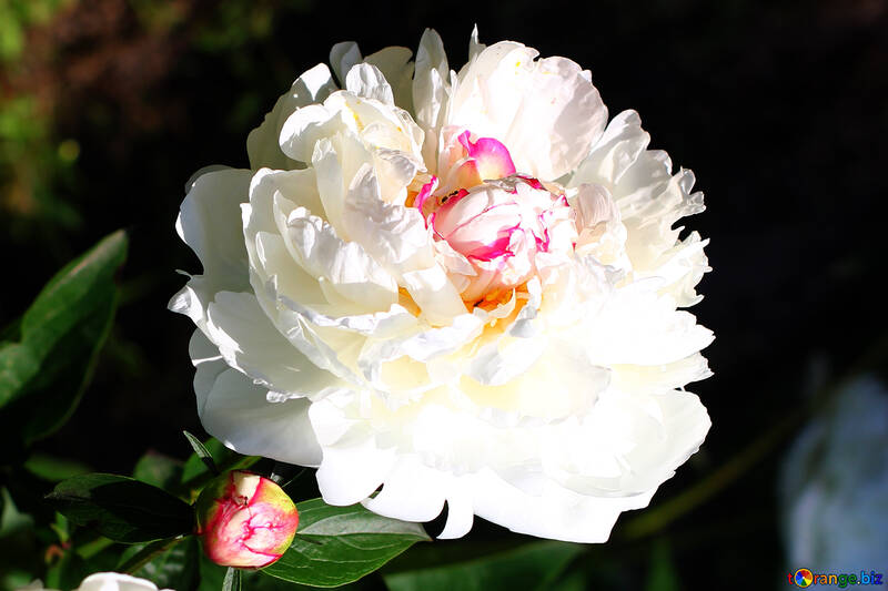 La belle photo de fleur pivoine blanche №32649