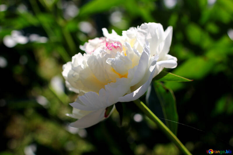Квітка білий піон №32655