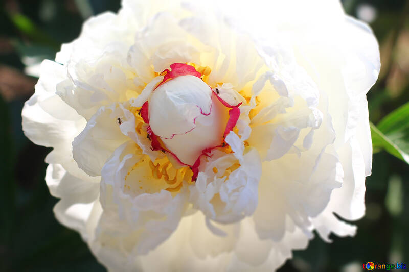 Flor peonía blanca grande №32666