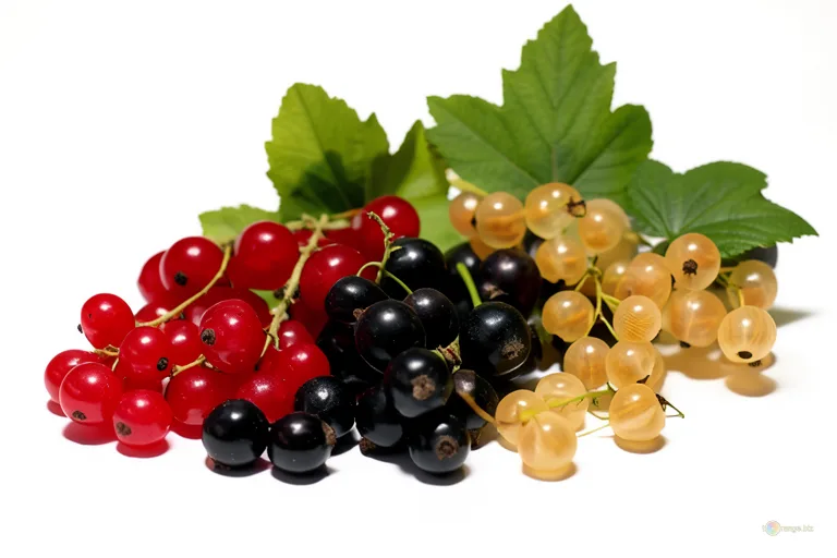 Відреставрована люксова версія Ribes in isolamento №33142