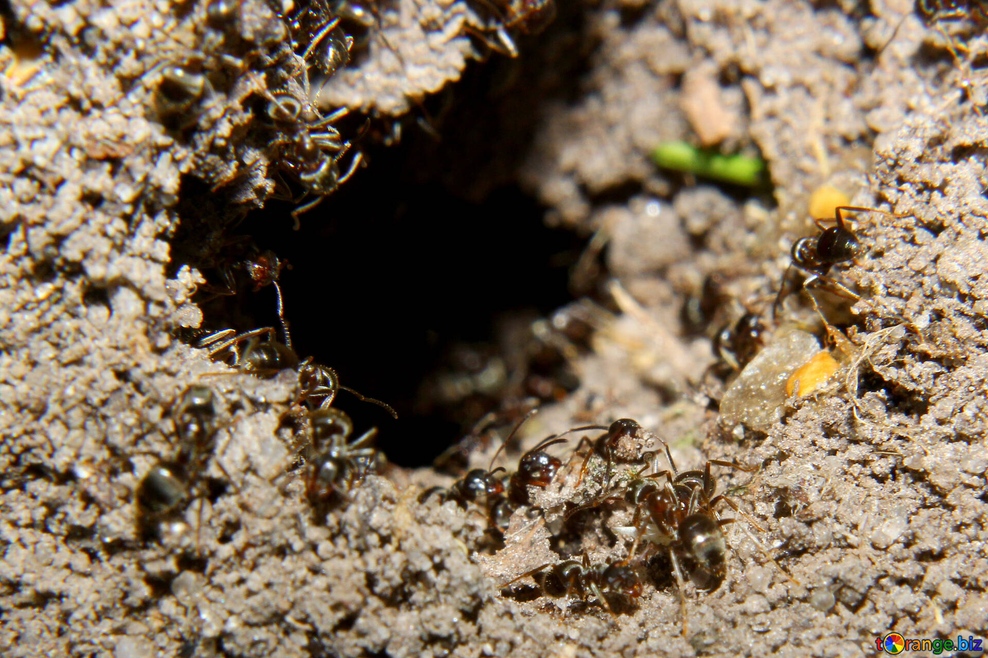 Муравейник садовых муравьёв