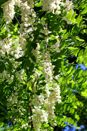 The aroma of the white Acacia St №33663