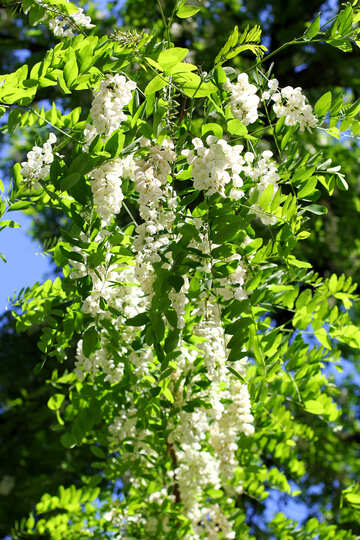 Branches of white flowers of Acacia №33662