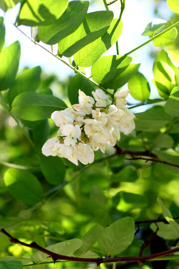 Un ramo de flores de Acacia №33679
