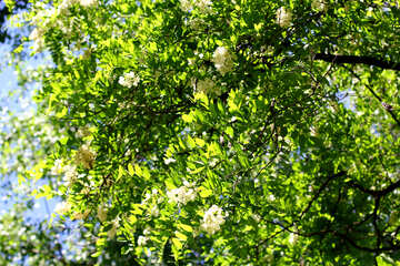 Blühender Zweig von Acacia №33670