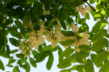 Acacia flowers №33667