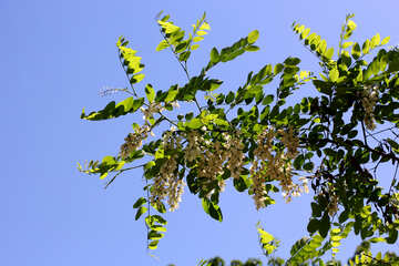 Acacia-Blumen