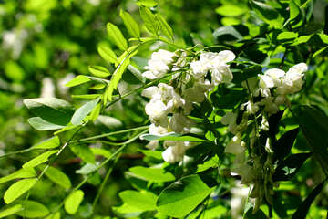 Flowers of Acacia wood №33668
