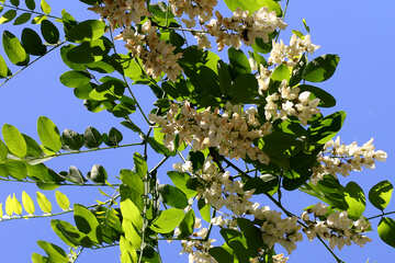 The sprig of Acacia flowers №33676