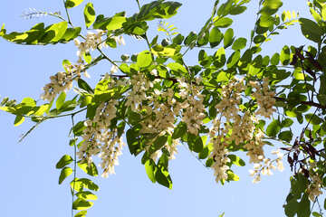 The sprig of Acacia with white flowers №33674