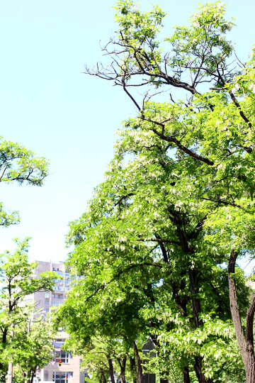 Acacia trees in the city №33681