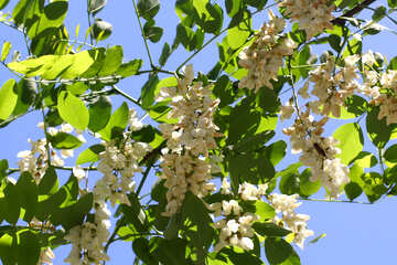 White fragrant bunches of Acacia