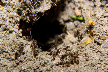 Hormigas en el hormiguero №33870