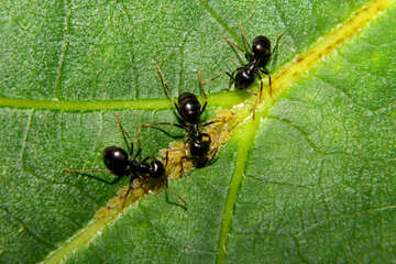 Ants and aphids №33892