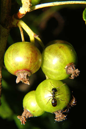 果実の蟻 №33614