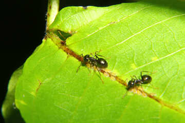 Le formiche sono parassiti №33891