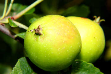 Grüner Apfel №33608