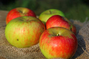 リンゴ収穫 №33561